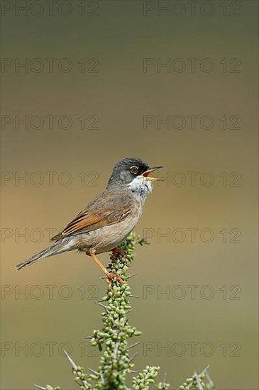 Spectacled Warbler