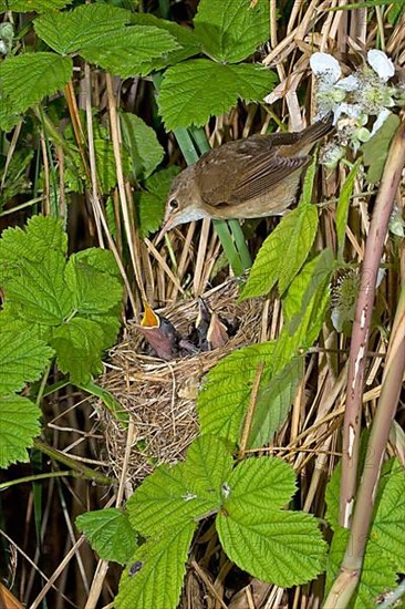 Reed warbler
