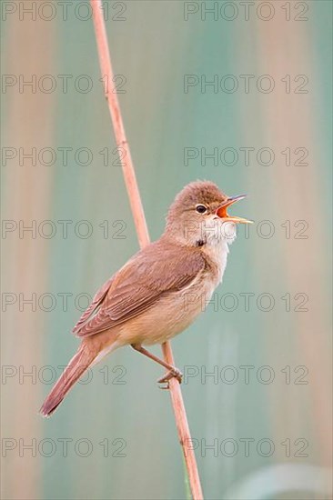 Reed warbler