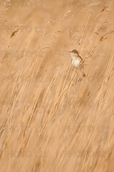 Reed warbler