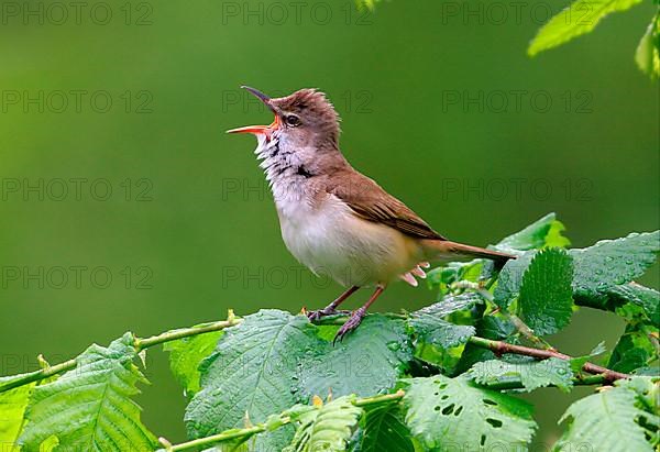 Great reed warbler