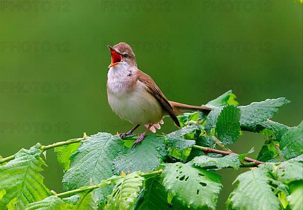 Great reed warbler