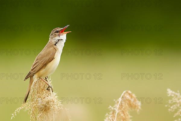 Great reed warbler