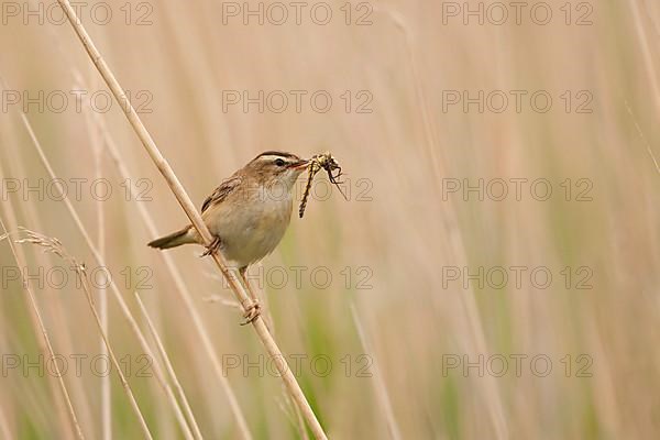 Sedge warbler