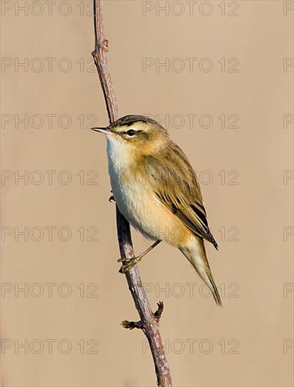 Sedge warbler