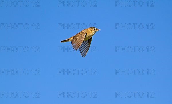 Sedge Warbler