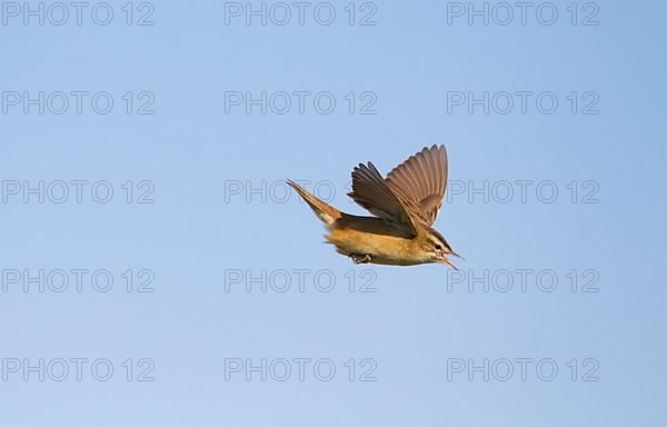 Sedge Warbler