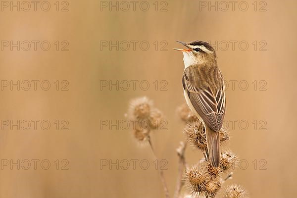 Sedge warbler