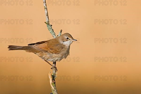 Common whitethroat