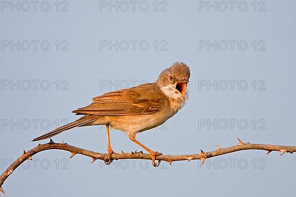 Common whitethroat