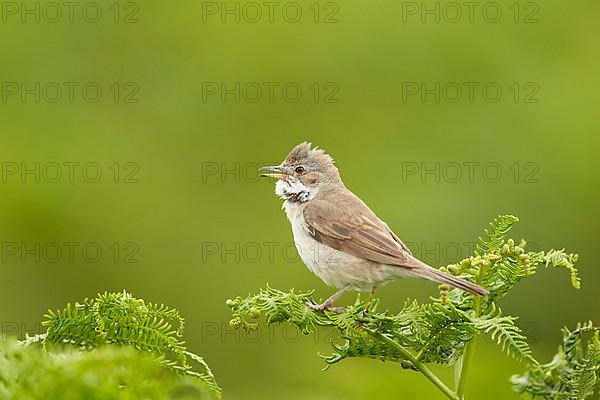 Common Whitethroat