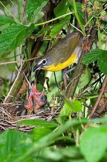 Yellow-breasted Chat