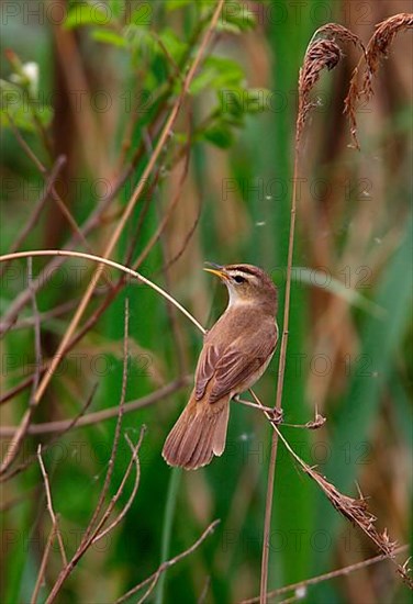 Black-browed Reed-warbler