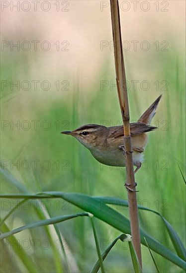 Brown Warbler