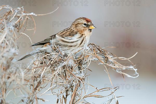 Lesser Redpoll