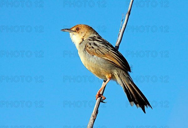 Marsh Cisticola