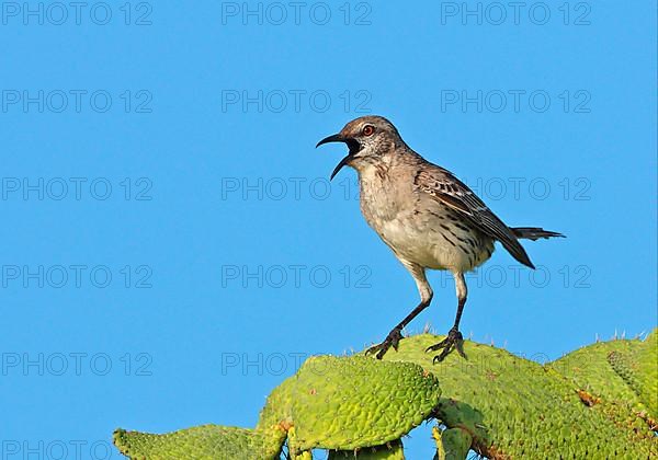 Gundlach Mockingbird