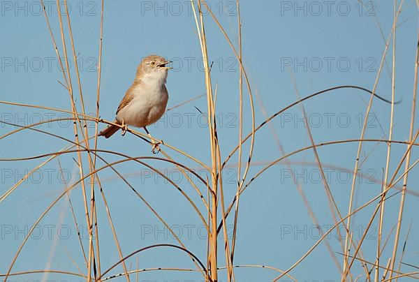 African Desert Warbler