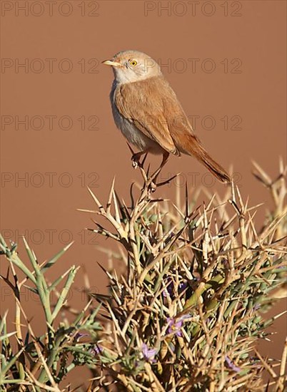 African Desert Warbler