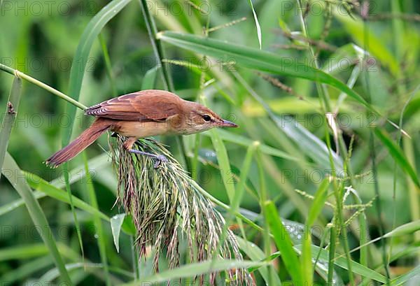 Oriental reed warbler