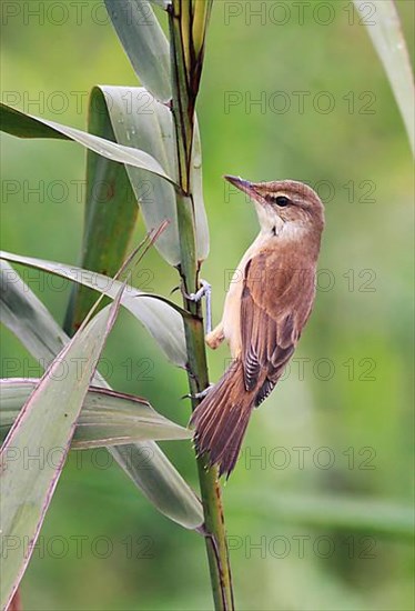 Oriental reed warbler