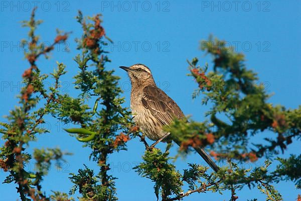 Chilean Mockingbird