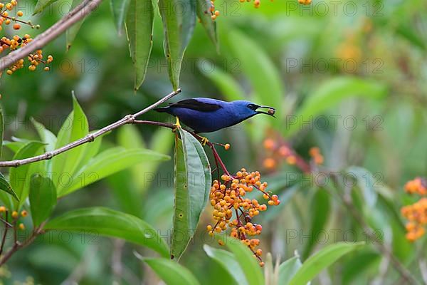 Shining Honeycreeper