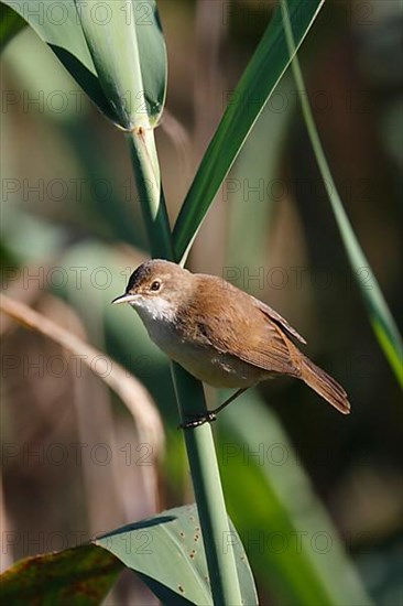 Reed warbler