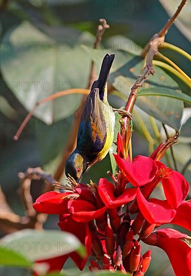 Brown-throated Sunbird