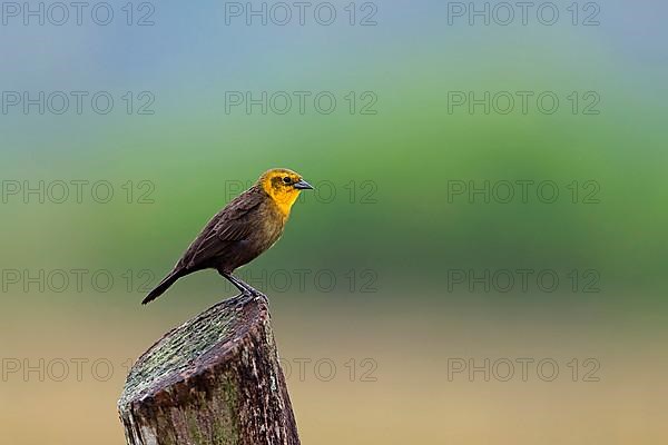 Yellow-hooded Blackbird