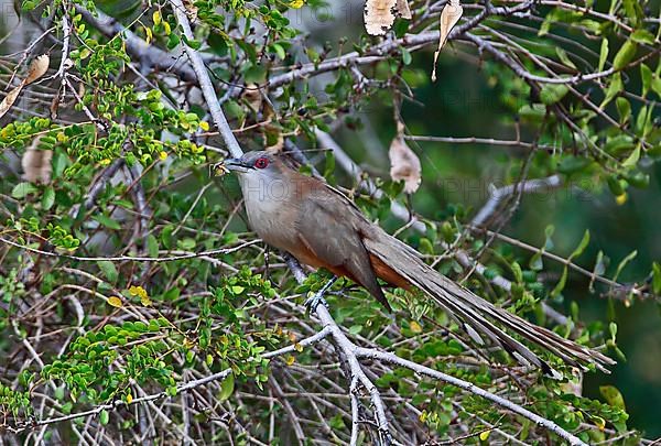 Lizard cuckoo