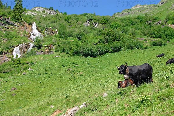 Cows on the alp