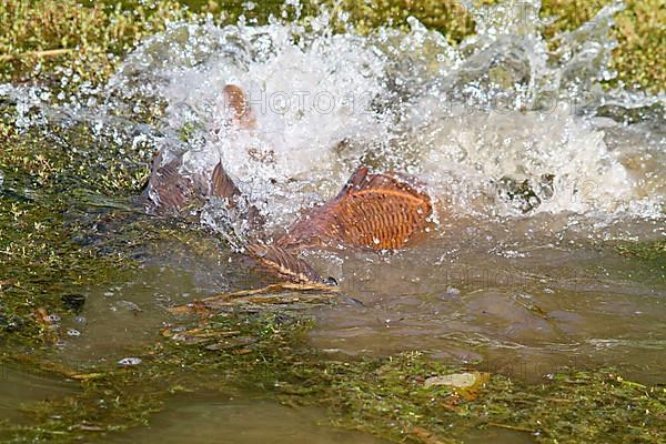 Adult adult common carp