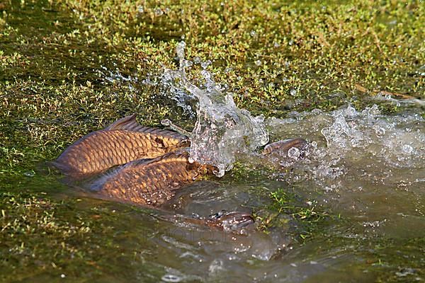 Adult adult common carp