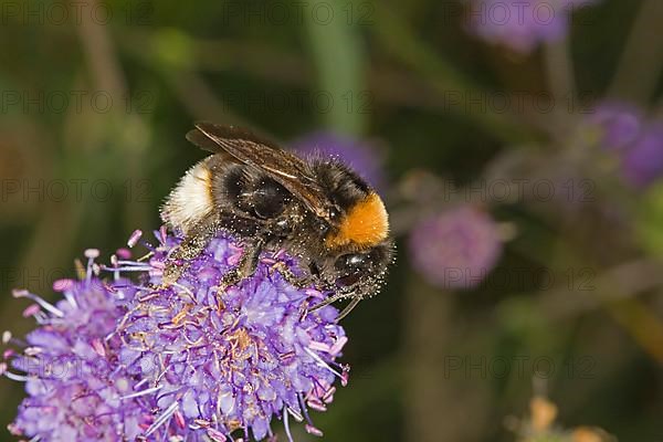 Vestal Cuckoo Bumblebee