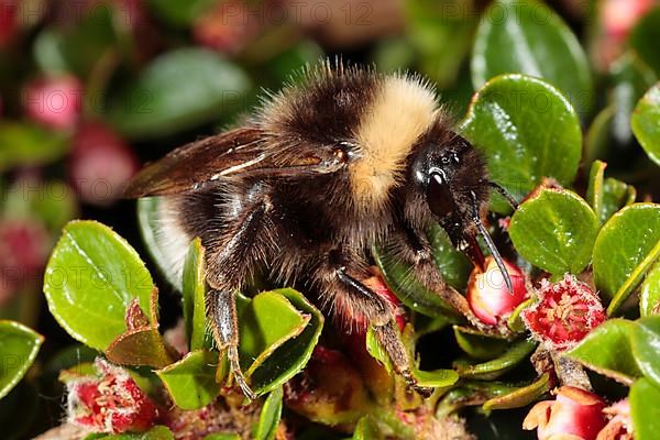 Gypsy cuckoo bumblebee