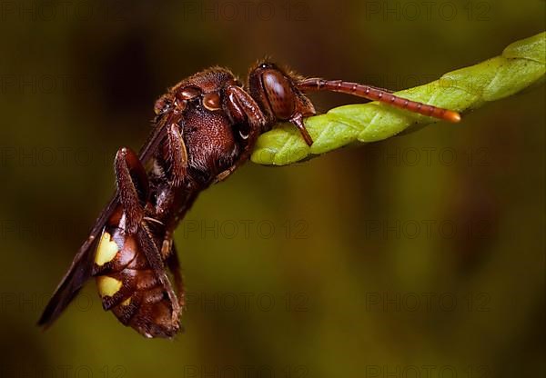 Nomada