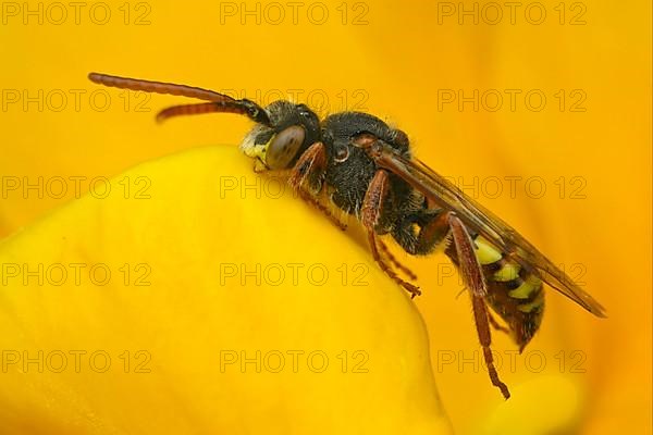 Cuckoo bee