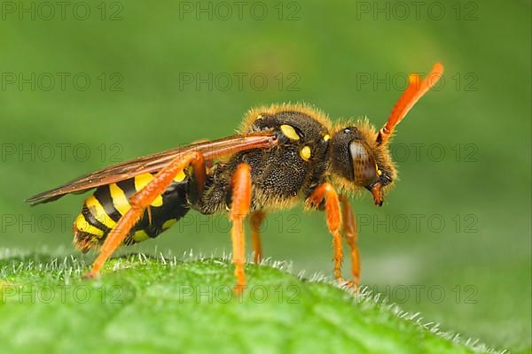 Cuckoo bee