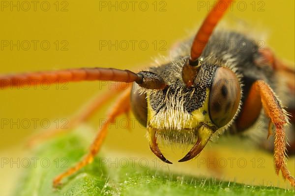 Cuckoo bee