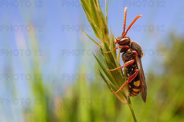 Nomada