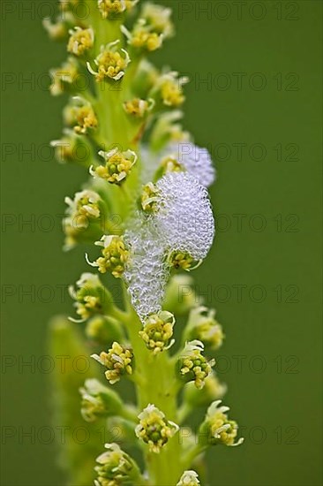 Froghopper