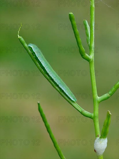 Orange-tip Butterfly