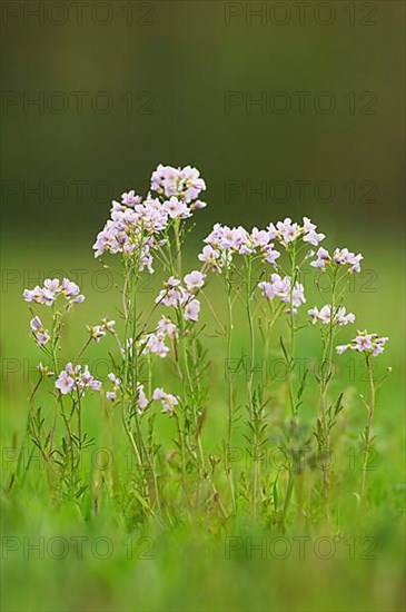 Lady's Smock