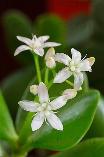 Jade plant