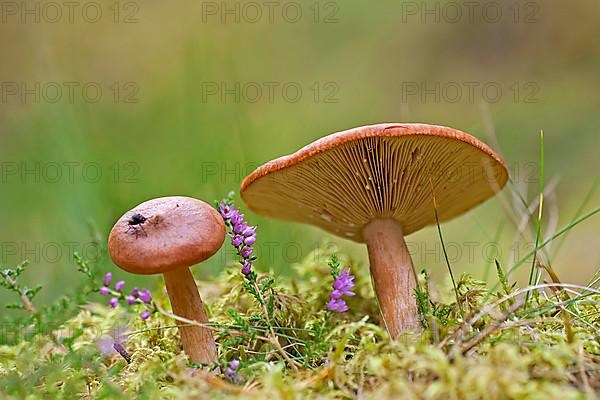 Orange-red grey-stalked russula