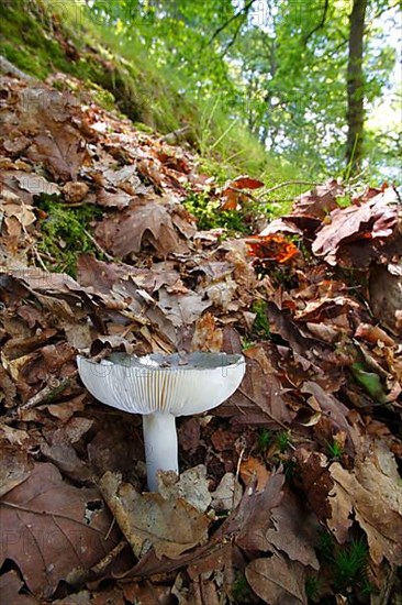 Russula