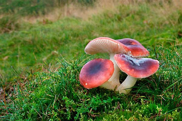 Rosy Russula