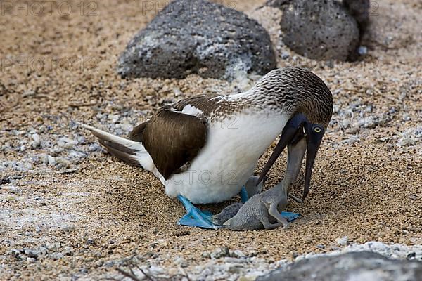 Blue footed booby