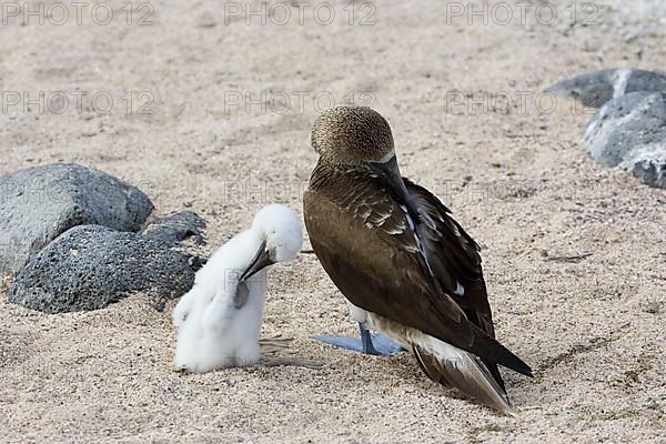 Blue footed booby